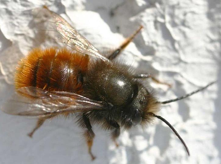 com) Hona och hane av rödmurarbi (wikimedia.org) Rödmurarbiet (Osmia bicornis, förr O. rufa) bygger gärna i husfasader, men även i artificiella bo- holkar.