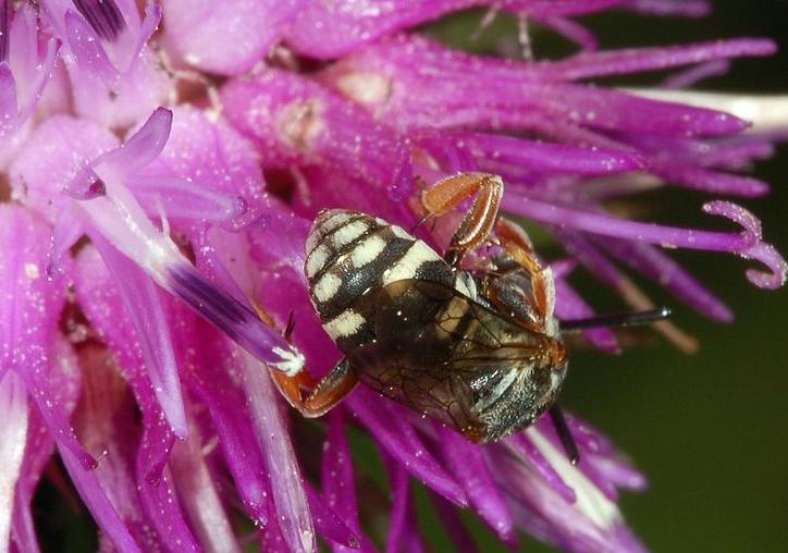 Som nektarkälla används gärna tjärblomster eller lingon. Långhornsbiet (Eucera longicornis) som tar pollen från häckvicker De långa antennerna är främst luktorgan. (N. E.