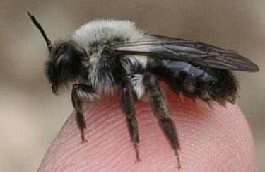 Arten sälgsandbi (Andrena vaga) är stor och vårflygande.