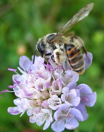 Guldsandbiet (Andrena marginata) lever främst på olika vädd- arter (ex Scabiosa, Knautia, Succisa). (bwars.