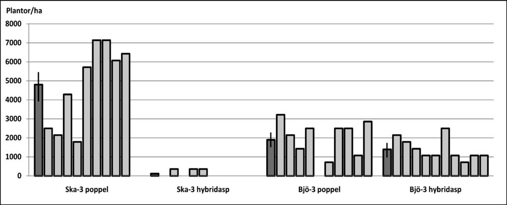 Poppel och hybridasp på skogsmark Plantöverlevnaden i blandbestånden med både poppel och hybridasp (Figur 12) var olika på de båda lokalerna.