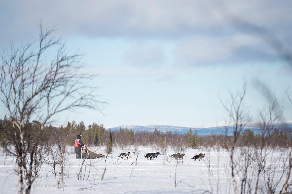 Information till alla mushers Tobacco Trail 2017 Om några dagar ses vi i Kiruna vid starten av Tobacco trail. Vi hoppas att du och dina hundar är redo för en riktigt rolig tävling.