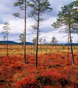 Olika våtmarksmiljöers specifi ka struk turer och funktioner ska fungera så att de arter som är typiska för naturtypen kan överleva på lång sikt.