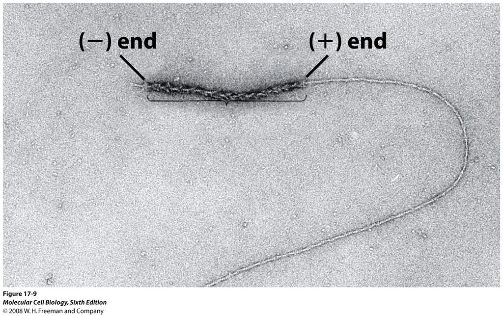 Aktinfilamenten växer snabbare i (+) än i (-) änden G-subenheterna adderas 10 gånger snabbare till (+) änden.