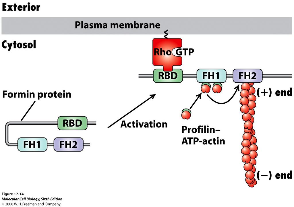 interaktion med membranbundet Rho-GTP (GTPas).