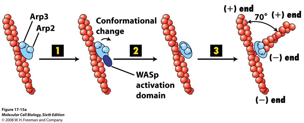 Arp2/3 komplexet - bildning av förgrenade aktinnätverk. Arp2/3 komplexet består av 7 subenheter. 2 av dessa är aktinrelaterade proteiner.
