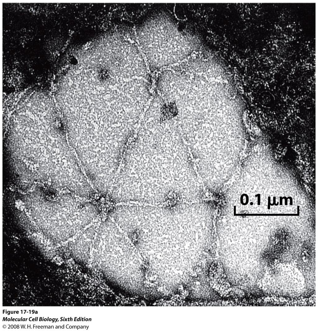 Adaptorproteiner länkar aktinfilamenten till cellmembranen och intracellulära strukturer