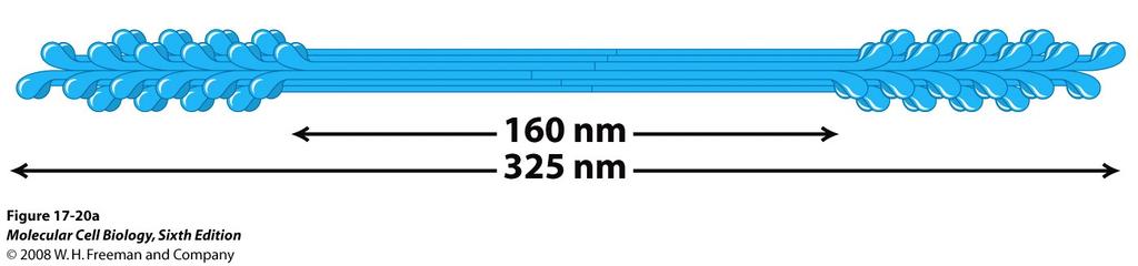 Myosiner: aktinbaserade motorproteiner Myosin II är det mest studerade myosinet.