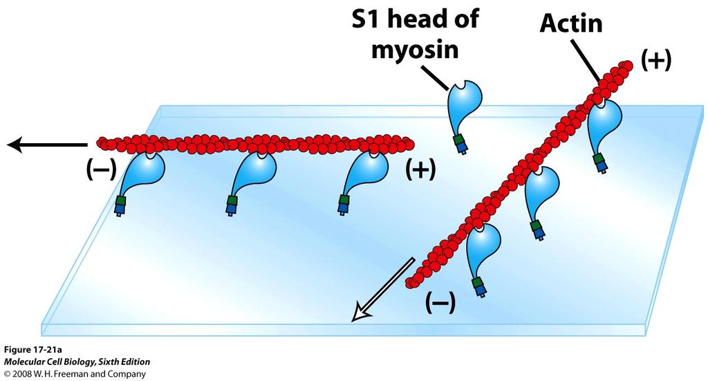 Myosin-driven rörelse kan detekteras experimentellt.