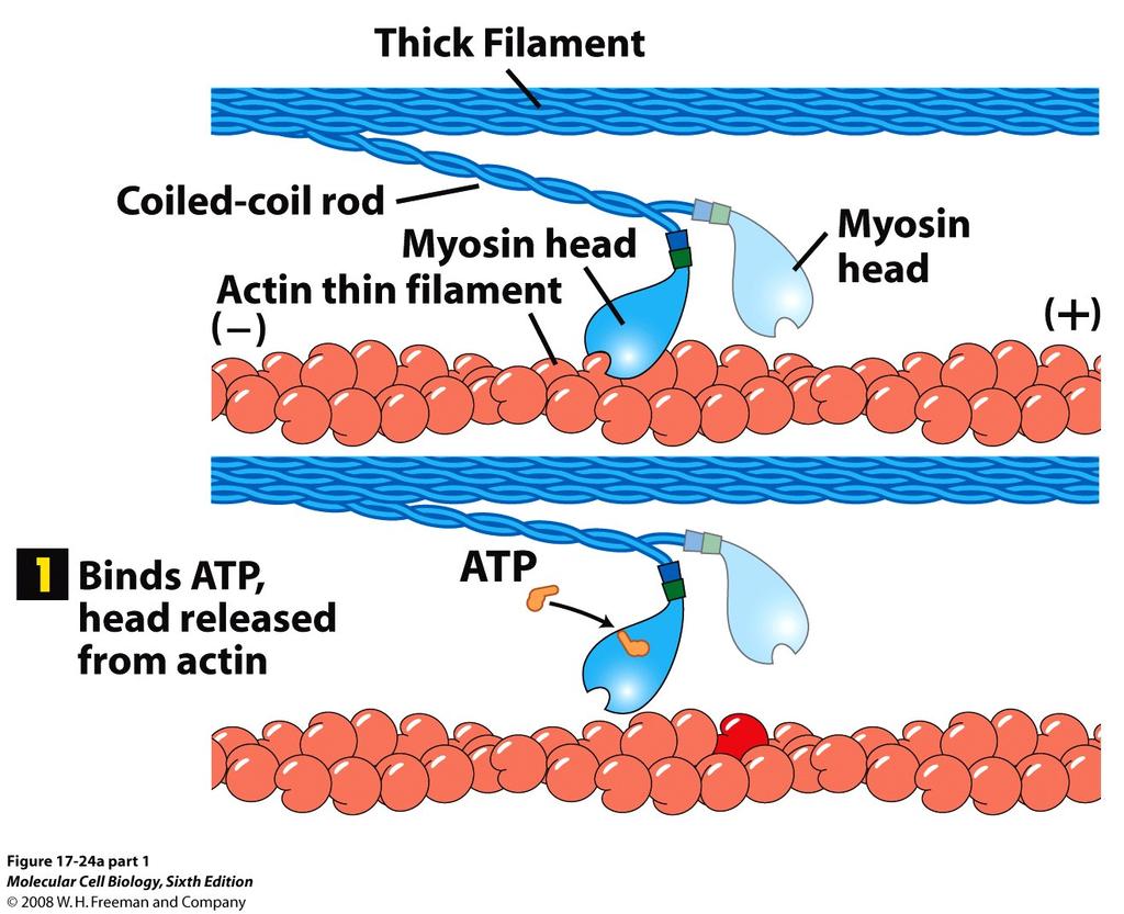 Konformationsändring i myosinhuvudet kopplar ATP-hydrolys till rörelse.