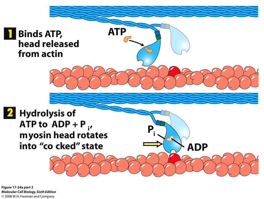 S1 huvudet har ATPas-aktivitet och kan hydrolysera ATP till ADP + Pi.