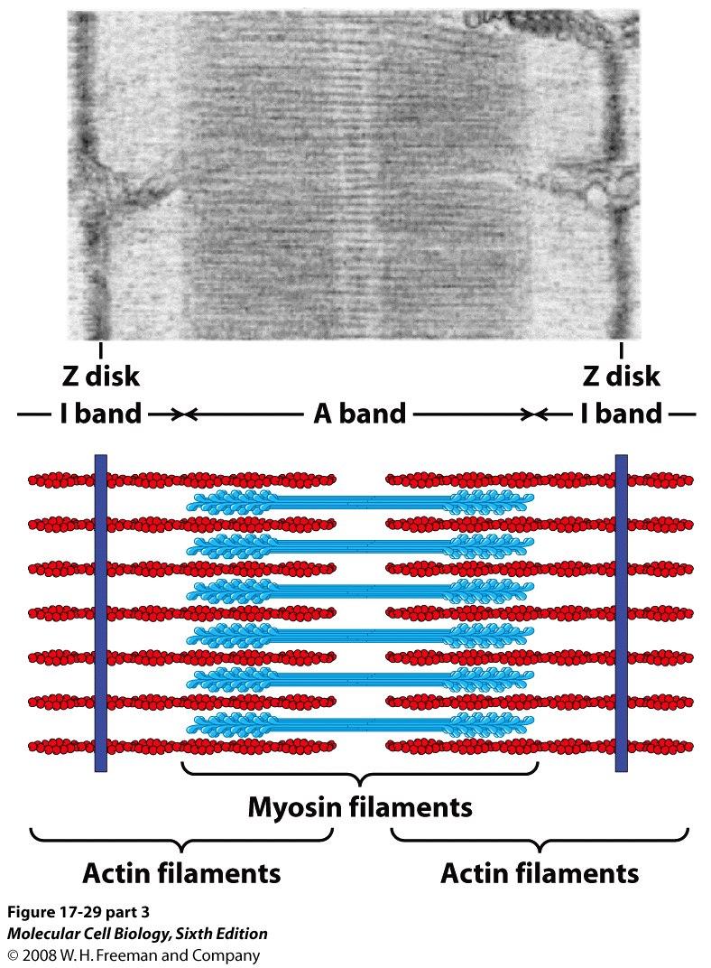 -Varje muskelcell består av myofibriller bestående av sarkomerer, repeterade enheter av aktin och myosinfilament.