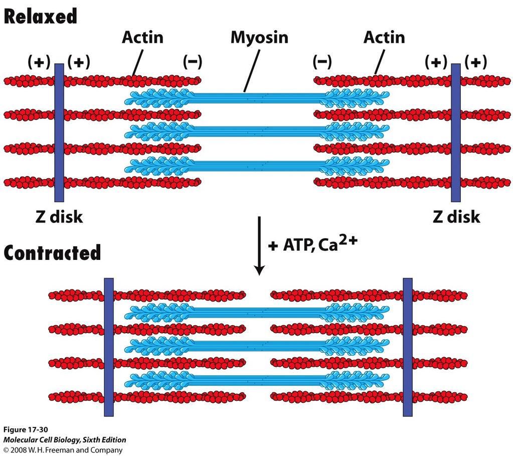 Vid kontraktion glider myosinets tjocka filament och aktinets tunna filament förbi varandra Vid hydrolys av ATP flyttar sig myosinhuvudet mot aktinets