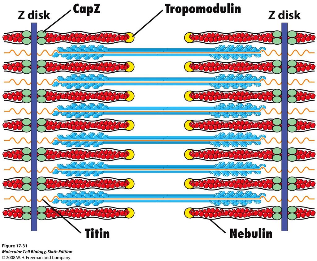 Många enheter jobbar tillsammans för att hela muskeln ska dras ihop. Sarkomerens struktur stabiliseras av flera proteiner CapZ: aktinets (+) ände.