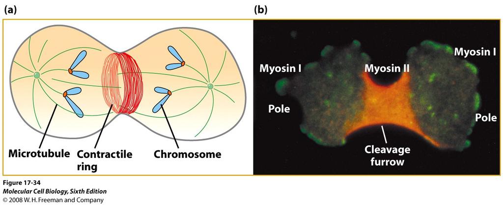 Även i icke-muskelceller kan myosin II och aktin bidra till kontrakerbara strukturer, ex. vid celldelningen. Myosin II deltar aktivt i själva celldelningsprocessen.