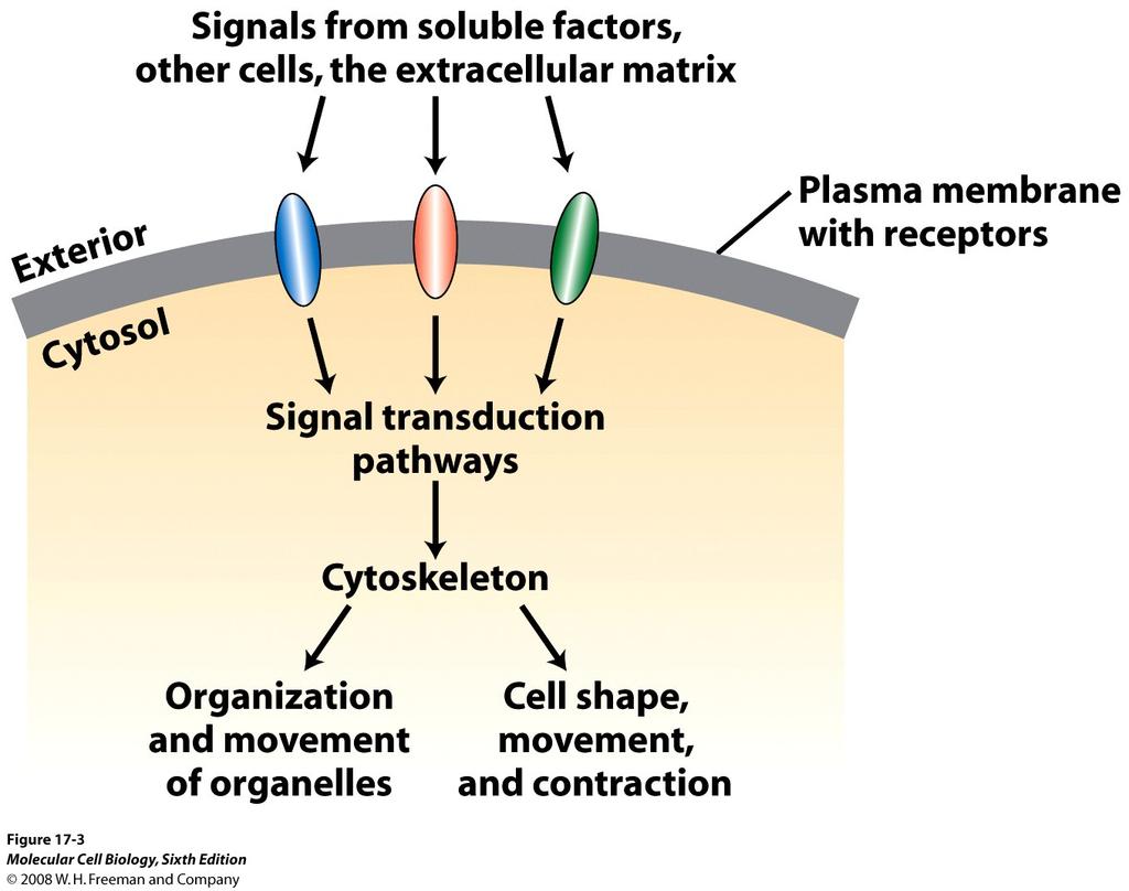 Cellsignalering reglerar