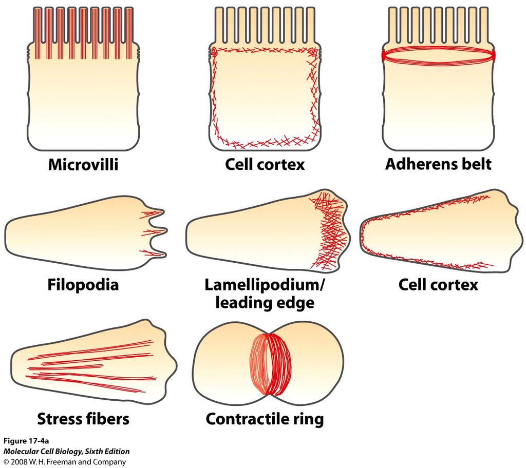 Mikrofilament och aktinstrukturer (17.1).