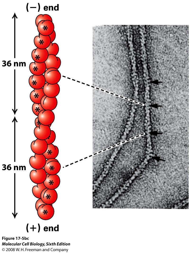 F-aktin består av två strängar uppbyggda av G-aktin-subenheter Vardera enhet består av 28 subenheter * (14* per sträng) som