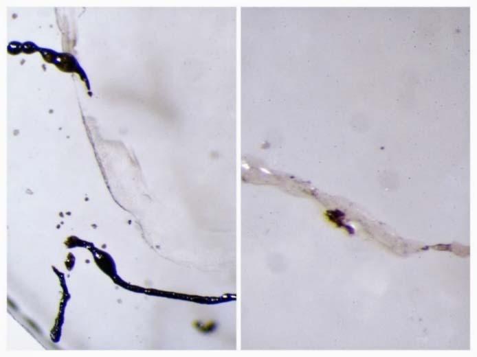 Den blå och den röda färgen som fragmentet i Figur 10 B) och Figur 10 C) var typisk för många mikroplaster som påträffades i slamproverna.