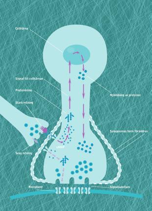 2017 HJÄRNBERIKAD AB 2017 HJÄRNBERIKAD AB 2017 HJÄRNBERIKAD AB 2017 HJÄRNBERIKAD AB INREDNING EN TANKE FÖDS Kontaktpunkterna mellan nervcellerna kallas för synapser.