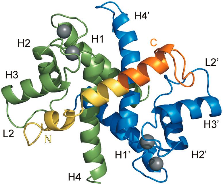 UPPGIFT 6 (12p) I figuren nedan har man studerat hur det calmodulin- lika proteinet S100A4 binder till fragment av myosin, vilket är ett protein som är viktigt för cellers mobilitet.