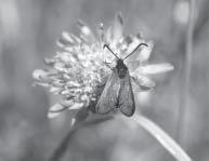 Ent. Tidskr. 123 (2002) Inventeringar av dagaktiva fjärilar på landskapsnivå Figur 2. Bredbrämade bastardsvärmare Zygaena lonicerae i parning på åkerväddblomma vid Djäknabygd 17 juli 2002.
