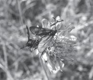 A mating couple of Zygaena lonicerae on flowerhead of Knutsia arvensis in the study area. Hur ofta ska ett inventeringsområde besökas?