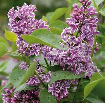 blommor i juni. Doftar fantastiskt. Blir ca 3-4 m hög. 199:- Trivs på de flesta, näringsrika jordar.