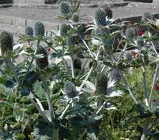 Eryngium giganteum Miss Wilmott s Ghost Blåsvingel Gräs som bildar ca 15 cm höga, täta tuvor.