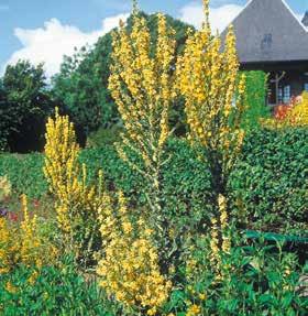 Trivs i soliga slänter, på naturtomter. Sprider sig villigt. Nedklippning efter blomning kan ge nya blommor.