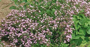 Saponaria ocymoides Praktstenört Tuvbildande växt för soliga lägen, 15-30 cm hög.