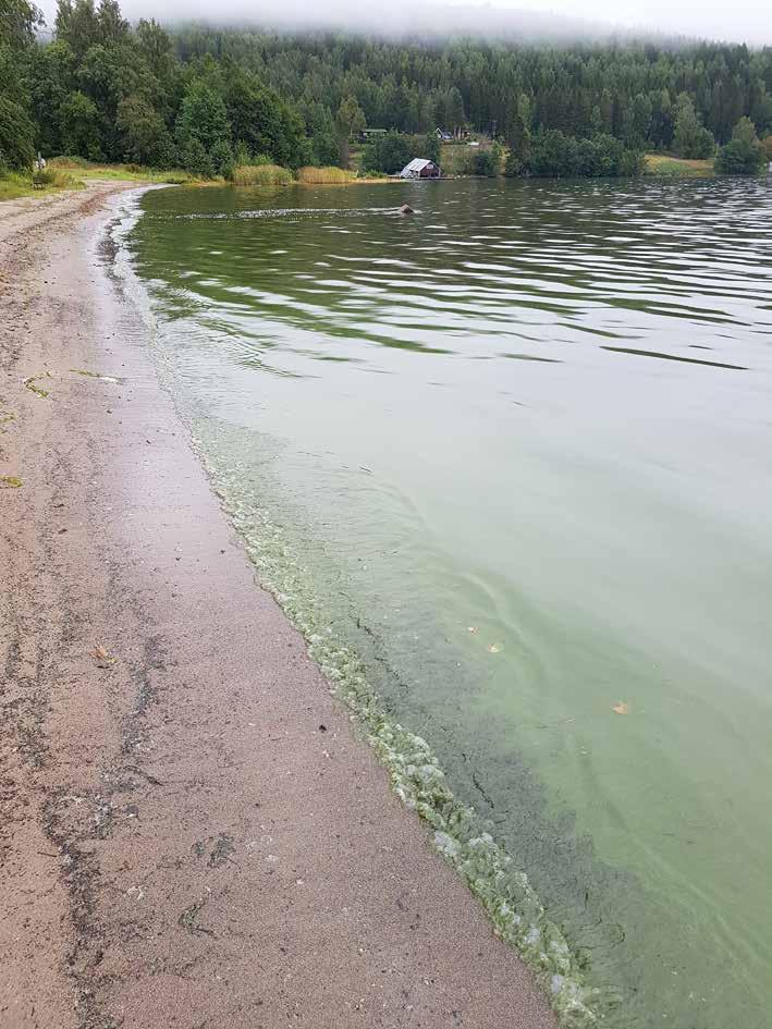 Figur 3. Algblomning i Norrfjärden, Kramfors kommun.