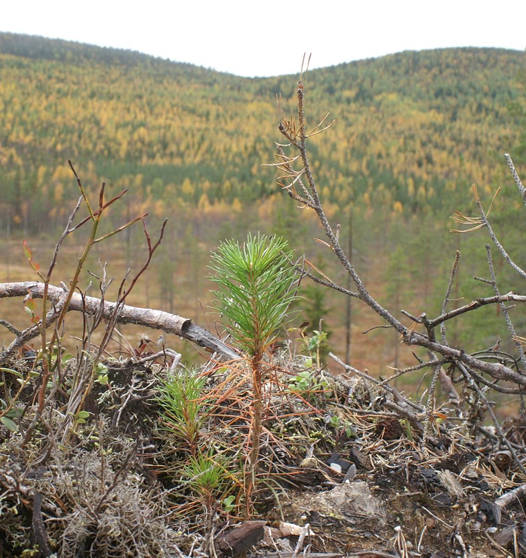 Snytbaggeskador i Norrland Skador av snytbagge på barrträdsplantor betraktas allmänt som ett mindre problem i Norrland än längre söderut i landet.