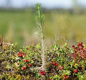 Antingen skyddas stammens bark av någon slags beläggning (sand, vax, etc) eller så utgörs skyddet av någon form av barriär (tratt, hylsa, etc.) som hindrar snytbaggarna att nå plantan.