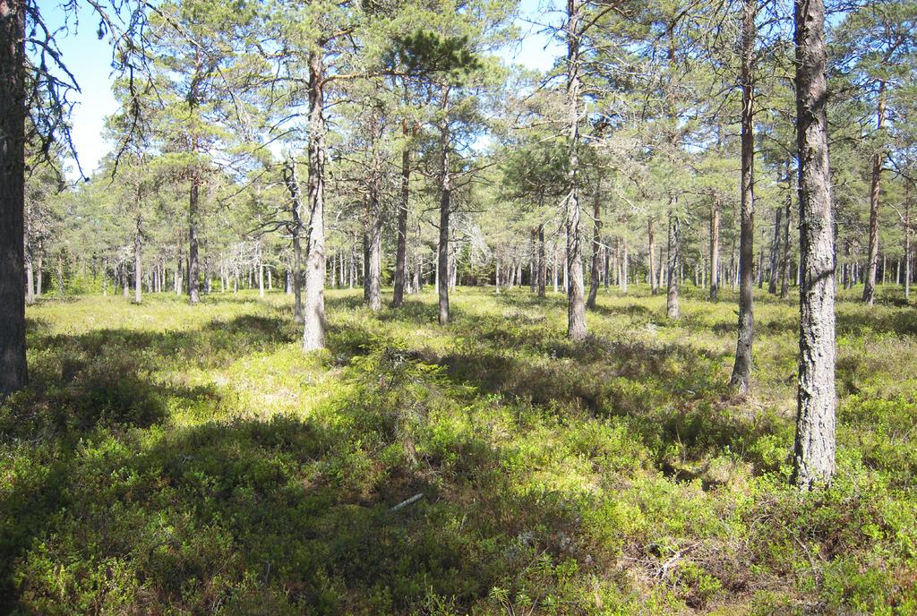 Torvtillväxt och kolackumulation hos unga torvmarker i