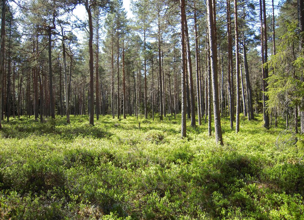 vegetation dominerad starr och brunmossor.