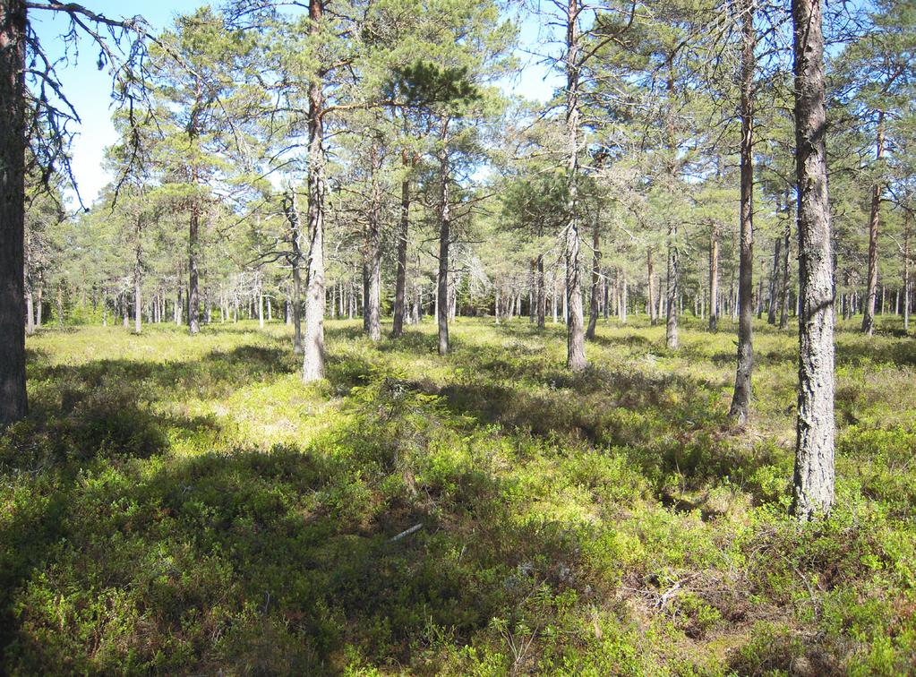 Figur 20. Häsenmossen, ett exempel på en skogsklädd mosse där vitmossevegetationen till stor del försvunnit och ganska torra markförhållanden för att vara en torvmark.