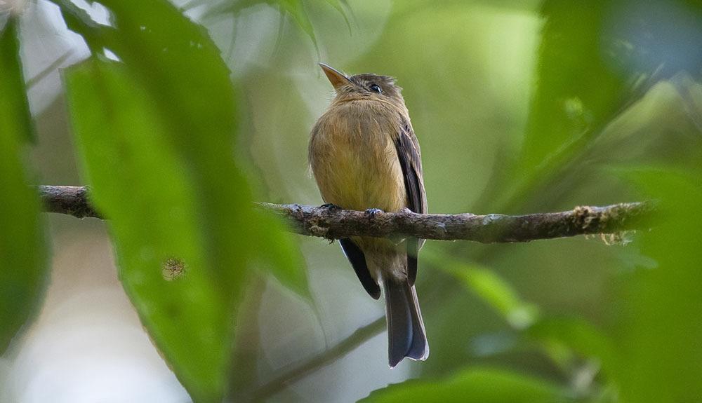 Ochraceous Pewee - en av arterna som Marino hittade åt oss. Foto: Krister Carlsson vänliga quetzaler men vi fick nöja med att se Hairy Woodpecker och Ochraceous Wren väl.