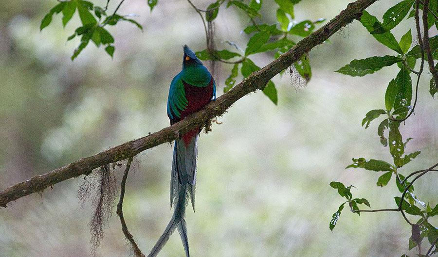 203. *Baird's Trogon Trogon bairdii 1 ex Carara 31/1 204. Northern Violaceous Trogon Trogon caligatus Noterad under 5 dagar 205. Collared Trogon Trogon collaris Noterad 6 dagar 206.