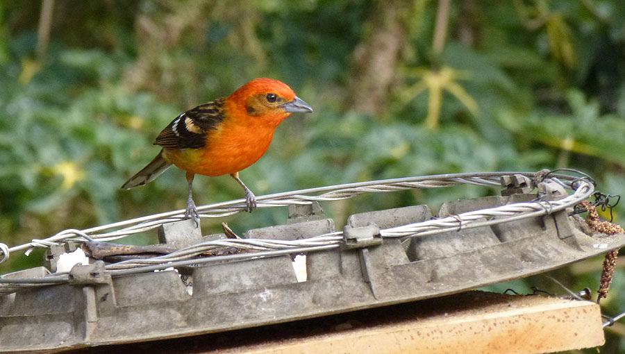 458. Blue-gray Tanager Thraupis episcopus Noterad under 12 dagar 459. Palm Tanager Thraupis palmarum Noterad under 8 dagar 460.