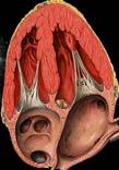 rate Curved M-mode Tissue