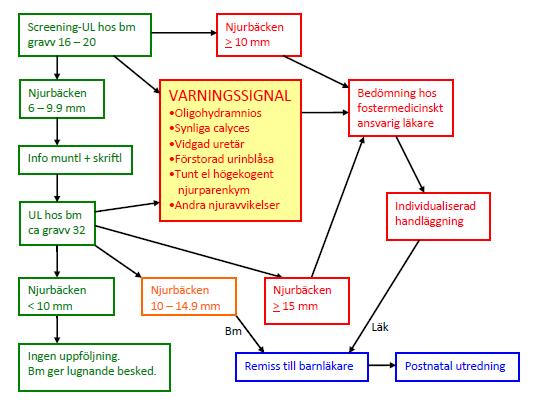 BAKGRUND: Vidgade urinvägar är ett vanligt ultraljudsfynd - i lågriskpopulationer utgör de hälften av alla avvikelser vid obstetriska ultraljud, ca 2%.