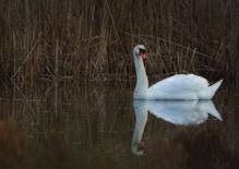 Vi avslutar med att vänta in skymningen över Rosenkällasjön vid brasan på Rödberget. ARRANGÖR: Naturskyddsföreningen Linköping Närnaturguiderna i samarbete med Studiefrämjandet.