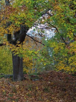 Lär dig läsa naturens ekologi. Exkursion till Humlehögsravinen Lördag den 19/ september 09.00-14.