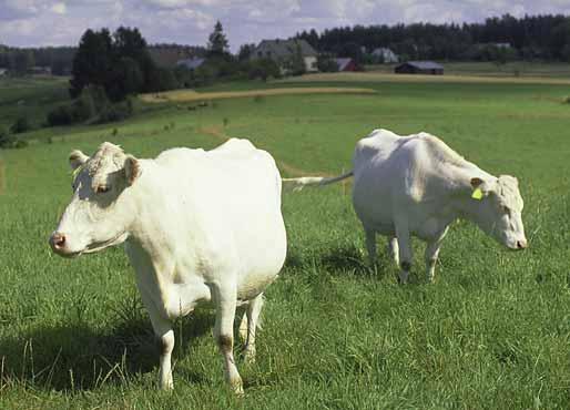 Uppfödning Europeiska jordbruksfonden för landbygdsutveckling: Europa investerar i landbygdsområden Jordbrukets miljöstödssystem baserar sig på Rådets förordning (EG) nr 1698/2005 om stöd för