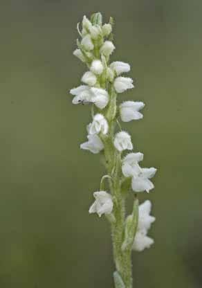 Knärot årets växt 2011 Tomas Burén Svenska Botaniska Föreningen har utsett knärot Goodyera repens till årets inventeringsart 2011.