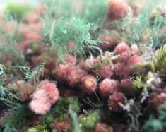 Pysslingalger, Audouinella Fyra arter finns i Sverige, varav tre med säkerhet i Småland. Vanligast är rödpysslingen, A. hermannii, som oftast växer epifytiskt på näckmossa eller strömtråd.