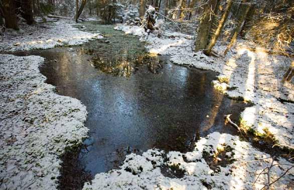 Bild 3. Lönshult. Foto Per Darell. De mineralrika källkärren har en något annorlunda artsammansättning än de nedan nämnda rikkärren.