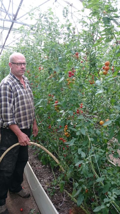 Teknik för gödselspridning Från början spred Dick och Lotta Vinass via droppbevattningen, men på grund av stopp i droppknapparna övergick de till att vattna ut det med slang.