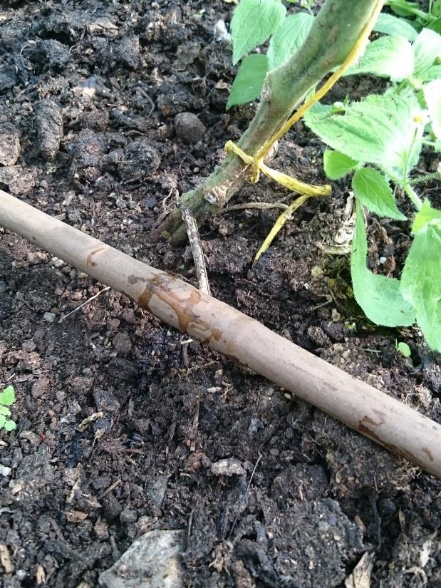 Tidigt på säsongen innehåller nässlorna mer kväve och senare innehåller de mer järn, vilket är gynnsamt för tomatplantor.